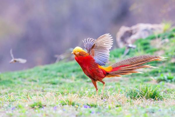 紅腹錦雞可以養殖嗎 錦雞可以吃嗎