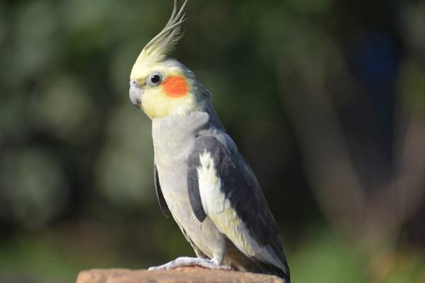 玄鳳鸚鵡可以單養(yǎng)嗎 鸚鵡能活多少年