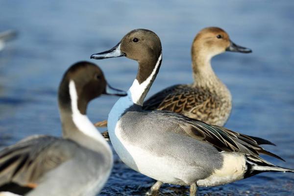 野鴨苗市場價格多少錢一只 野鴨養殖技術