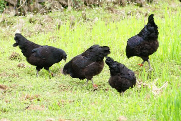 烏雞好養(yǎng)嗎 烏雞科學(xué)養(yǎng)殖技術(shù)