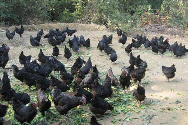 烏雞好養(yǎng)嗎 烏雞科學(xué)養(yǎng)殖技術(shù)