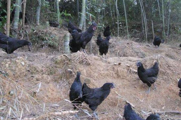 烏雞好養(yǎng)嗎 烏雞科學(xué)養(yǎng)殖技術(shù)