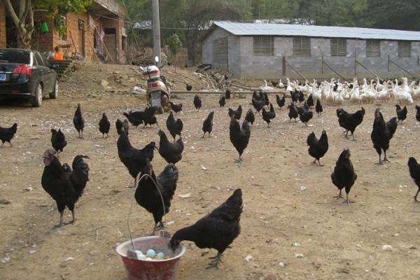 烏雞好養(yǎng)嗎 烏雞科學(xué)養(yǎng)殖技術(shù)