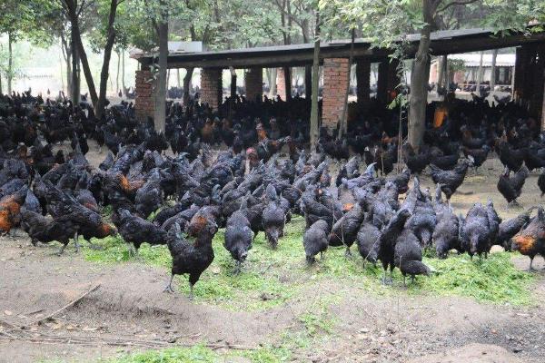 烏雞好養(yǎng)嗎 烏雞科學(xué)養(yǎng)殖技術(shù)