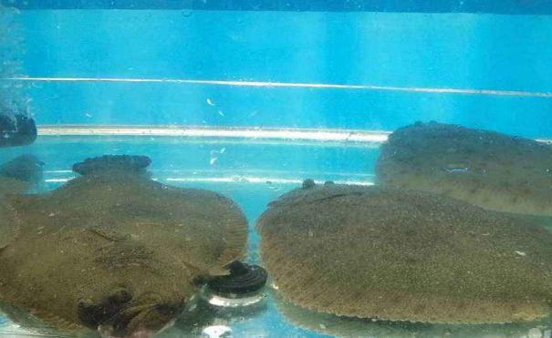 多寶魚有刺嗎 多寶魚刺多嗎