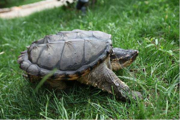 鱷魚龜吃什么 鱷魚龜能吃嗎
