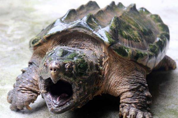 鱷魚(yú)龜怎么做好吃 鱷魚(yú)龜怎么殺