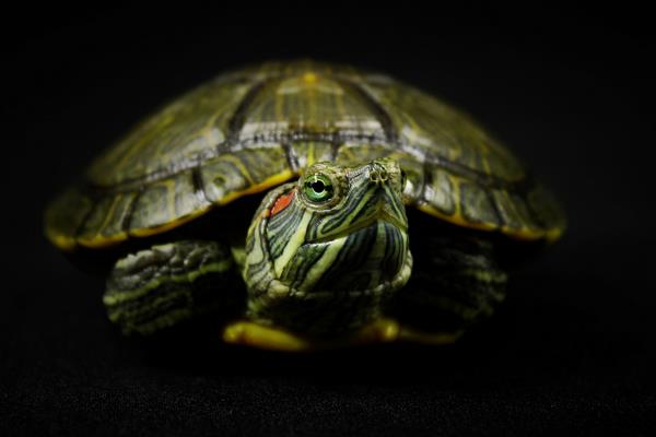 巴西龜為什么不吃東西 巴西龜脫皮怎么回事