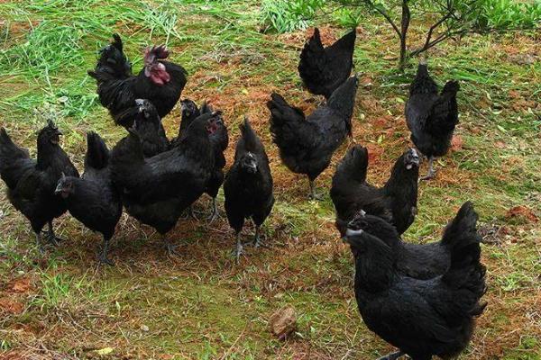 烏雞好養嗎 烏雞科學養殖技術