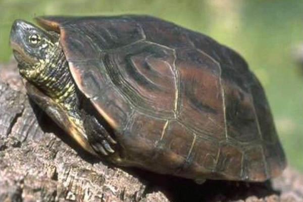 草龜怎么養(yǎng)成墨龜 金線(xiàn)草龜和墨龜哪個(gè)好