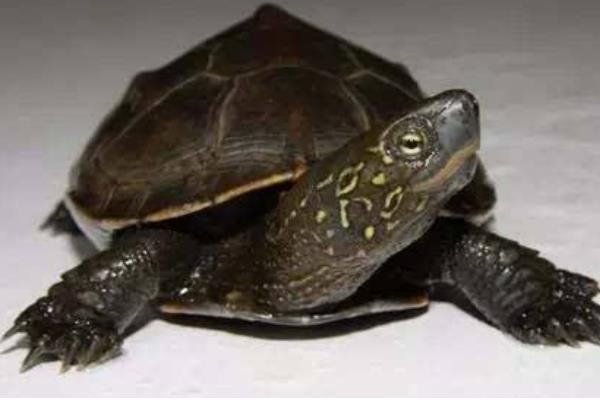 花龜和草龜的區別是什么 花龜和草龜哪個值錢