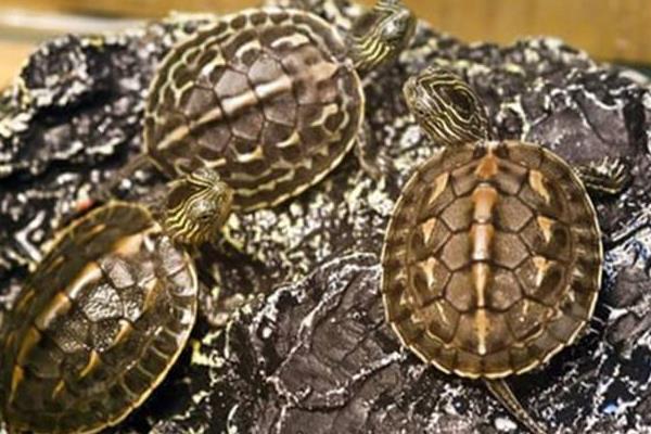 花龜和草龜的區別是什么 花龜和草龜哪個值錢