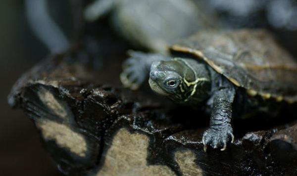 花龜和草龜的區別是什么 花龜和草龜哪個值錢