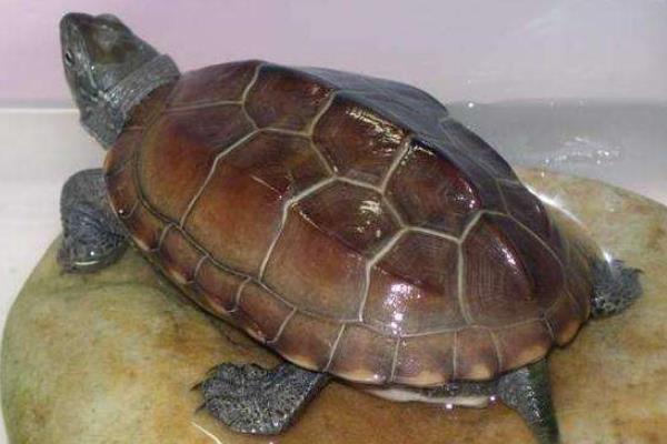 花龜和草龜的區別是什么 花龜和草龜哪個值錢