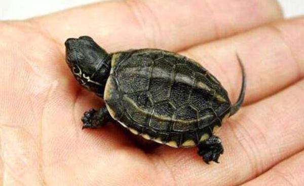 花龜和草龜的區別是什么 花龜和草龜哪個值錢