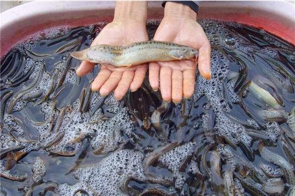 干煸泥鰍怎么做 干煸泥鰍的做法竅門