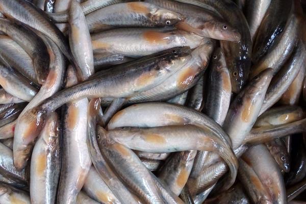 干煸泥鰍怎么做 干煸泥鰍的做法竅門