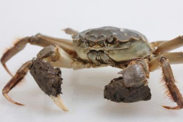 大閘蟹功效與作用及禁忌 大閘蟹的營養價值