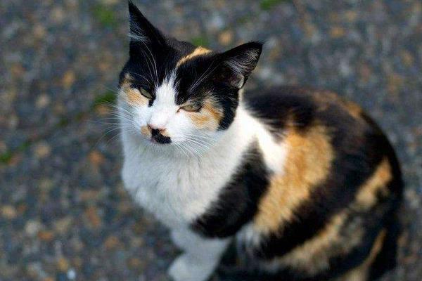 玳瑁貓是不是就是土貓 玳瑁貓是招財貓嗎