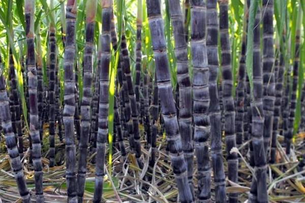 甘蔗什么時候成熟(幾月) 甘蔗什么時候種植