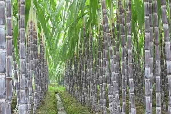 甘蔗什么時候成熟(幾月) 甘蔗什么時候種植