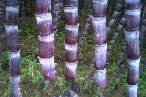 甘蔗什么時候成熟(幾月) 甘蔗什么時候種植