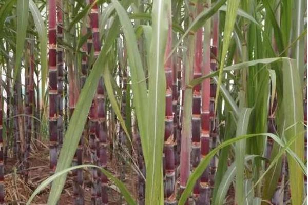 甘蔗什么時候成熟(幾月) 甘蔗什么時候種植