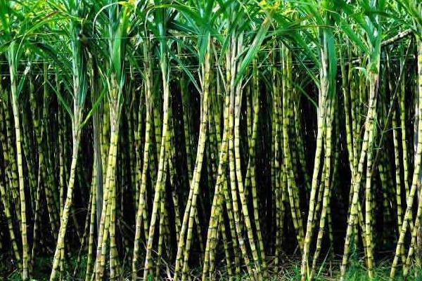 甘蔗什么時候成熟（幾月） 甘蔗什么時候種植