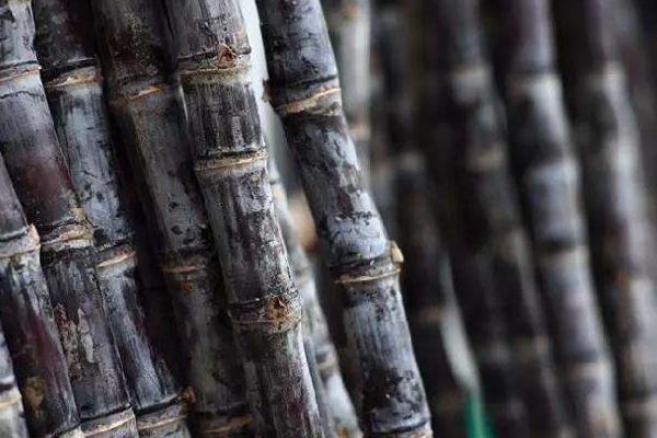 甘蔗是哪里的特產 甘蔗產地在哪里