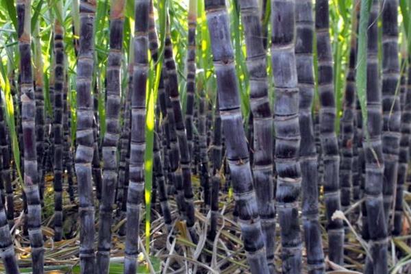 甘蔗是水果嗎 甘蔗熱量是多少