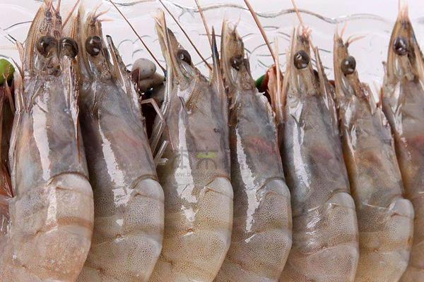 海蝦的功效與作用及禁忌 海蝦的營養價值