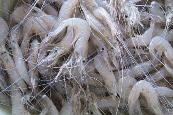 海蝦市場價格多少錢一斤 海蝦有哪些品種