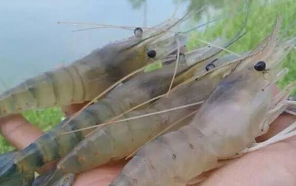 海蝦市場價格多少錢一斤 海蝦有哪些品種