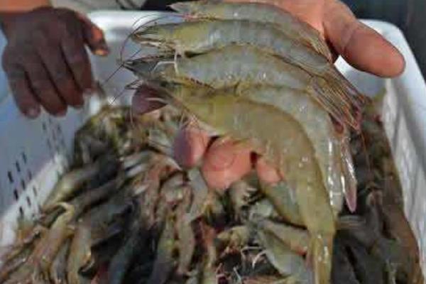 海蝦怎么清洗干凈 干海蝦怎么做好吃