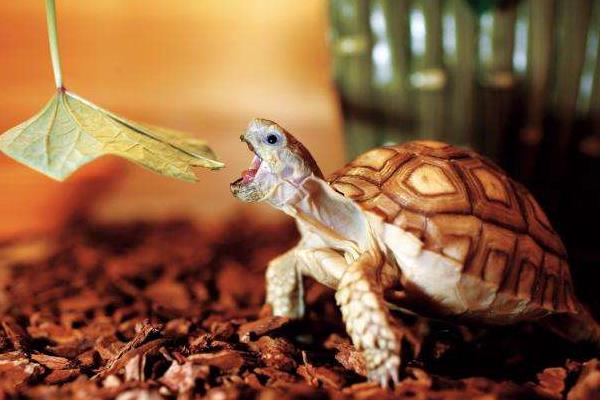 蘇卡達陸龜市場價格多少錢一只 蘇卡達陸龜認識主人嗎