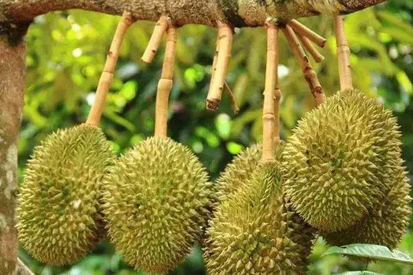 榴蓮樹幾年結(jié)果 種榴蓮需要什么條件