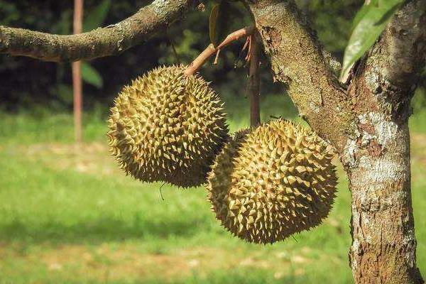 榴蓮樹苗市場價格多少錢一棵 榴蓮樹苗的種植方法