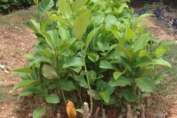 榴蓮樹苗市場價格多少錢一棵 榴蓮樹苗的種植方法