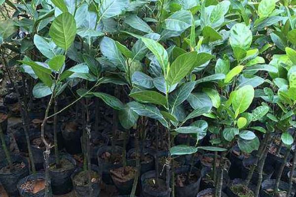 榴蓮樹苗市場價格多少錢一棵 榴蓮樹苗的種植方法