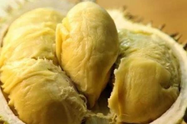 榴蓮樹苗市場價格多少錢一棵 榴蓮樹苗的種植方法