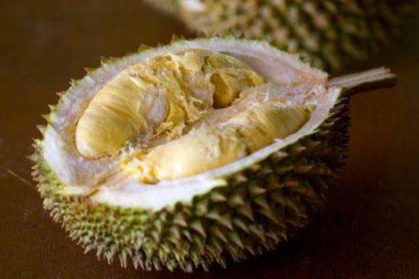 榴蓮樹苗市場價格多少錢一棵 榴蓮樹苗的種植方法