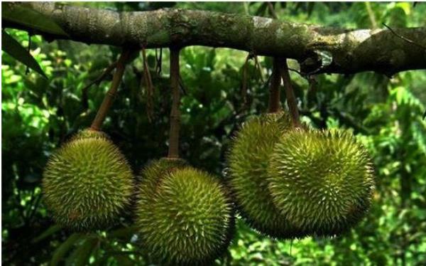 榴蓮樹苗市場價格多少錢一棵 榴蓮樹苗的種植方法