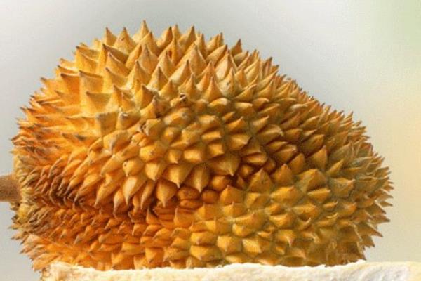 榴蓮怎樣熟的快 榴蓮怎樣算熟