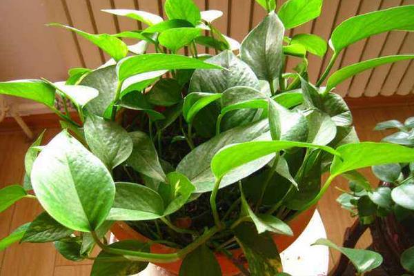 綠蘿怎么修剪枝葉更茂盛 綠蘿怎么養殖