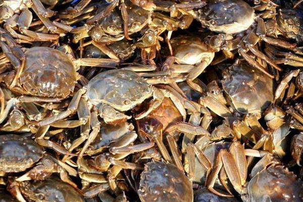 螃蟹公母怎么分 蟹黃是螃蟹的什么部位