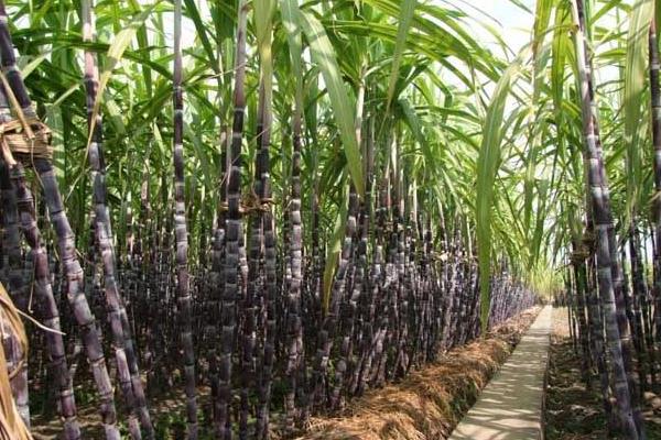 夢(mèng)見吃甘蔗有什么寓意 夢(mèng)見甘蔗兆頭好嗎