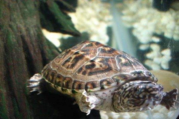 麝香龜吃什么 麝香龜是深水龜嗎