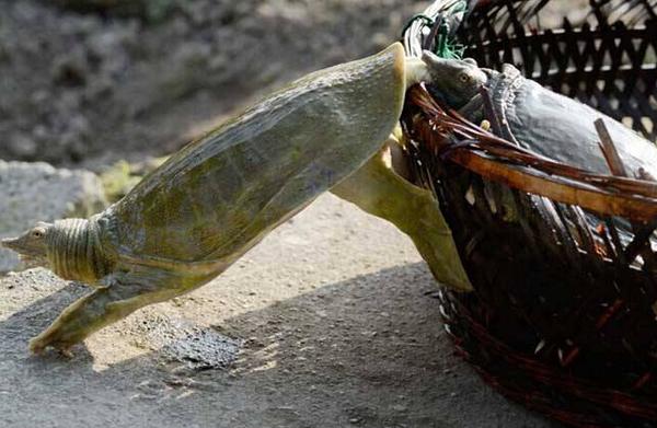 野生甲魚辨識方法 野生甲魚的營養價值