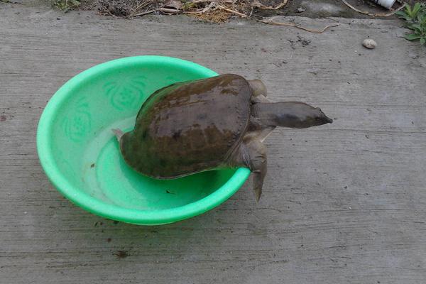 野生甲魚怎么抓 野生甲魚吃什么食物