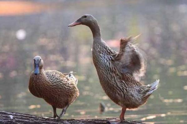 蛋鴨多少天產蛋 蛋鴨有哪些品種